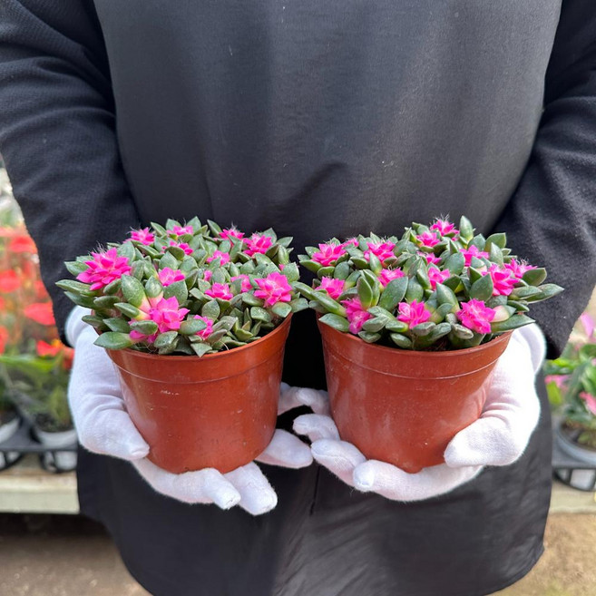 소담꽃농원 취설송 다육이 다유기 분홍 핑크취설송 선인장 화초식물, 2개, 핑크계열