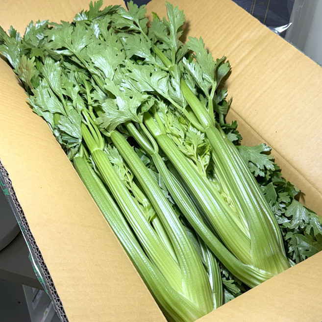 농진사 샐러리 국내산 셀러리 특품, 1개, 10kg