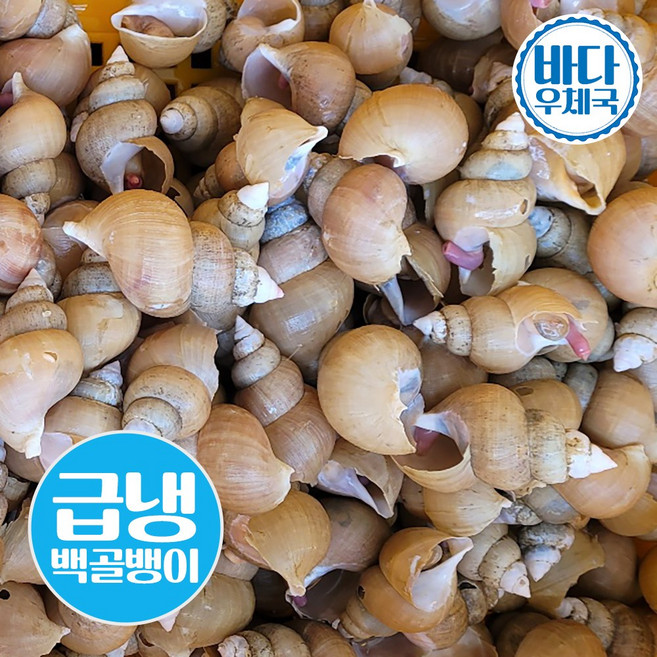 바다우체국 자연산 포항 급냉 통골뱅이 1kg 국내산 백고동, 1개, 급냉 백골뱅이 1kg 특대(10미 내외)