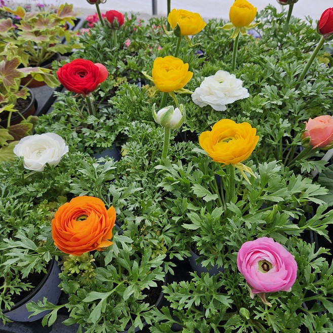 구근식물 나낭 라넌큘러스 인테리어꽃 랜덤색상, 1개