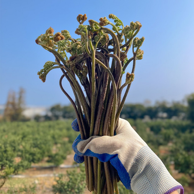 2026 국산 제주 햇고사리 제철 말린 건고사리 제주고사리, 1개, 300g