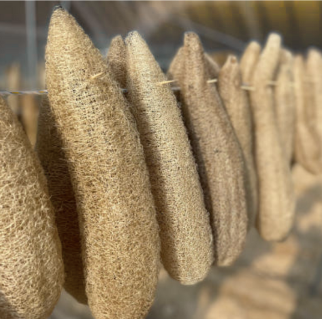 미니 바게트 천연수세미_국내산 100%, 4개, 1개입