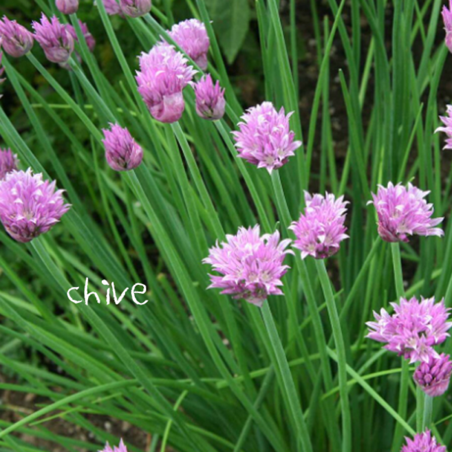 차이브 [4개 복남이네야생화 모종 백두산파 골파 식용 알리움 퍼플 허브 chive], 4개