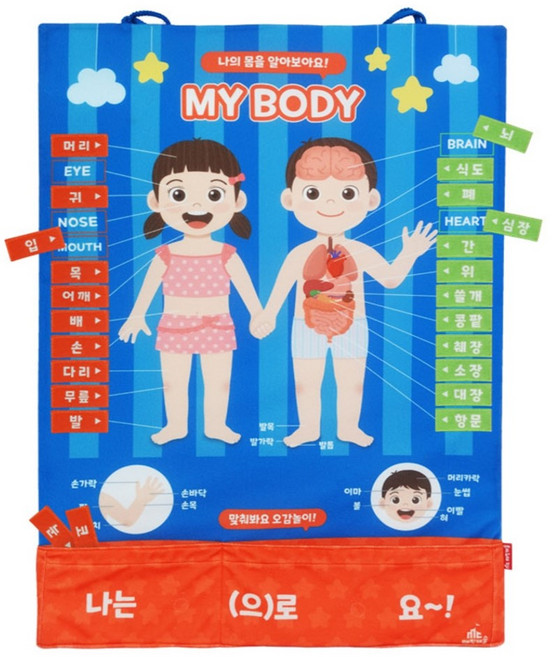소중한나의몸 기관 신체부위 한글 영어 이름 교재 교구 유치원, 블루, 1개