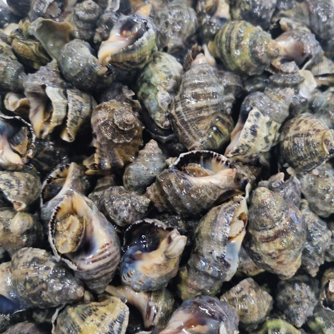 맵싸리 맵사리 안면도 고동 보말 1kg 3kg 5kg 대숙 고동, 1개, 대숙 고동(맵싸리) 1kg