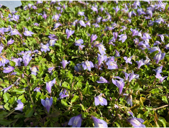 (농업창조영농조합) 누운주름꽃 누운주름잎 퍼플 5주1세트 잡초방제용 지피식물 꽃잔디대체 쿠라피아대체, 5개