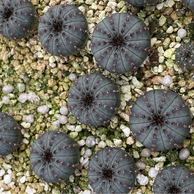 Frailea屬 仙人掌 豔姬士童 可愛多肉植物盆栽, 綠色