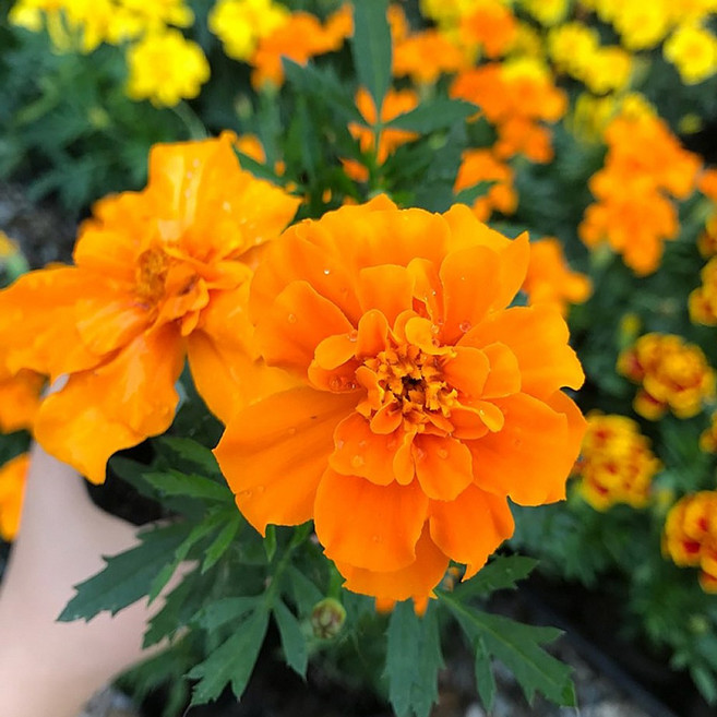 [이삽저삽] 메리골드모종 (4치포트12개/한판) 노랑 주황 복화 (3종) / 색상선택 /금송화 금잔화 메리골드꽃모종 국화과 초화류 야생화 식용약용식물 관상용, 노랑(4치포트/12개)