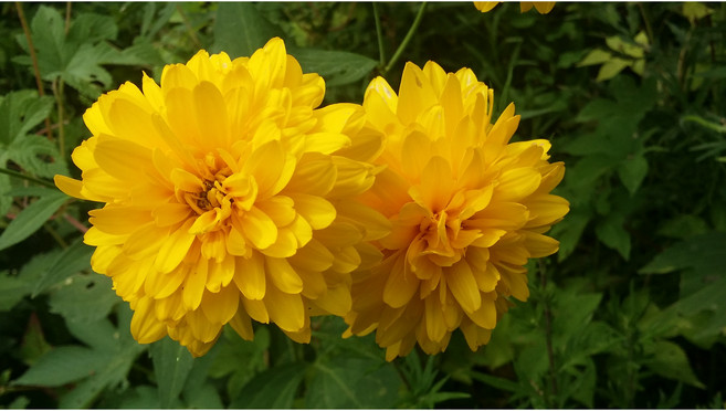 홍천유기농/ 겹삼잎국화 종근10개/ 농장 직접 채취합니다, 10개