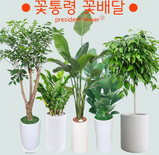 대형관엽식물 실내 공기정화 에코플랜트 금전수 돈나무 개업식 승진 이전 카페 모델하우스 오픈식 고급대형식물 화분, 5.녹보수 사각분(대품), 1개