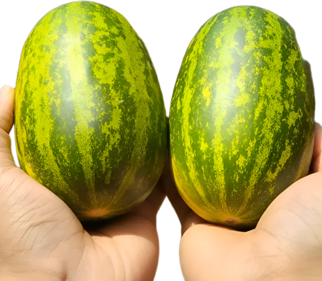 국내산 미니 파파야 멜론 메론 개구리참외 산지직송 1kg 2kg 3kg 5kg, 1세트