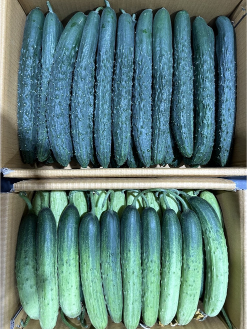 오이 백다다기 가시오이 백오이 못난이 특품 2kg 3kg 5kg 10kg, 1박스, 상, 가시오이  2kg (10개 내외)