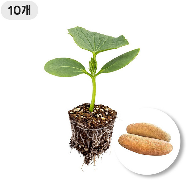 [죽산육묘장]늙은오이 노각오이 모종 채소키우기 텃밭모종, 10개