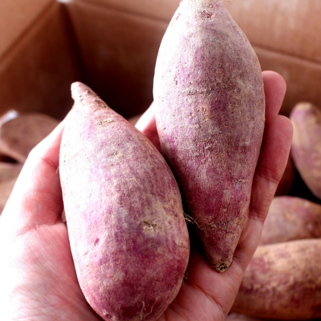 해남 고구마 꿀고구마 호박고구마, 1개, 못난이 10kg