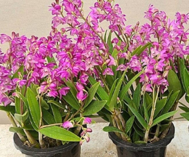 [신라난농원]긴기아난 하루요꼬히.신상품입고.(예쁜핑크색)..좋은향.인기상품.상태굿.꽃대..필독뒷사진참고., 1개