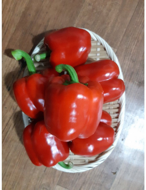 달고 맛있는 파프리카 빨강 500g, 1개