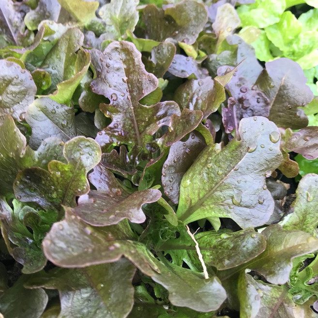 청년농부 각종 상추모종 5개 튼실한 쌈채소 주말농장 베란다텃밭 옥상텃밭 채소키우기