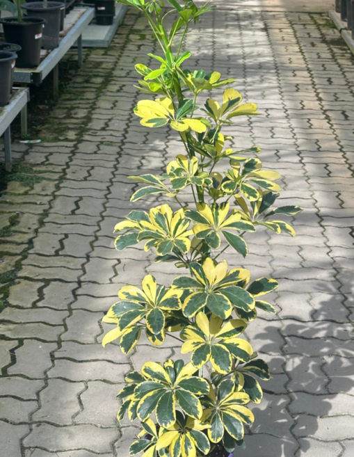 식물교감 황금무늬 홍콩야자 쉐프렐라 대형 키우기쉬운 실내 인테리어 공기정화식물, 황금무늬 홍콩야자 대형