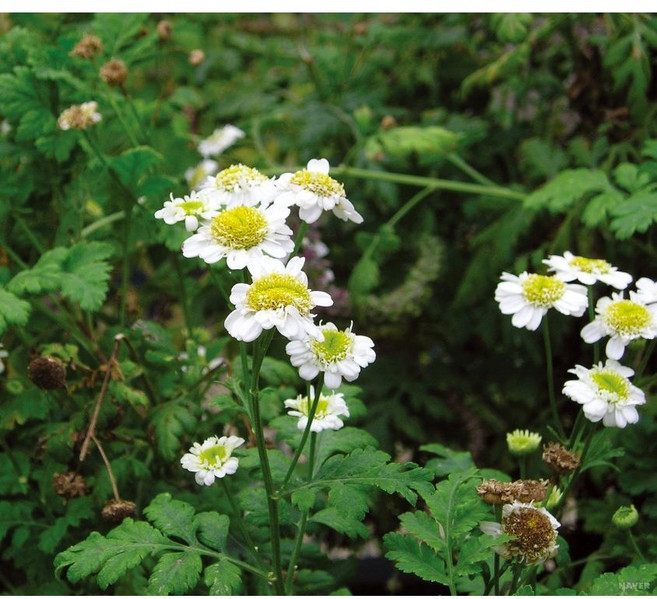 아로마라이프 편안한 향기와 달콤한맛 캐모마일 티백7개7g 국산100%, 7g, 7개입