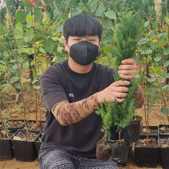 주목나무 묘목 40 센치 전후 특묘 포트묘 조경수 전원주택 주목 묘목 사철 푸른