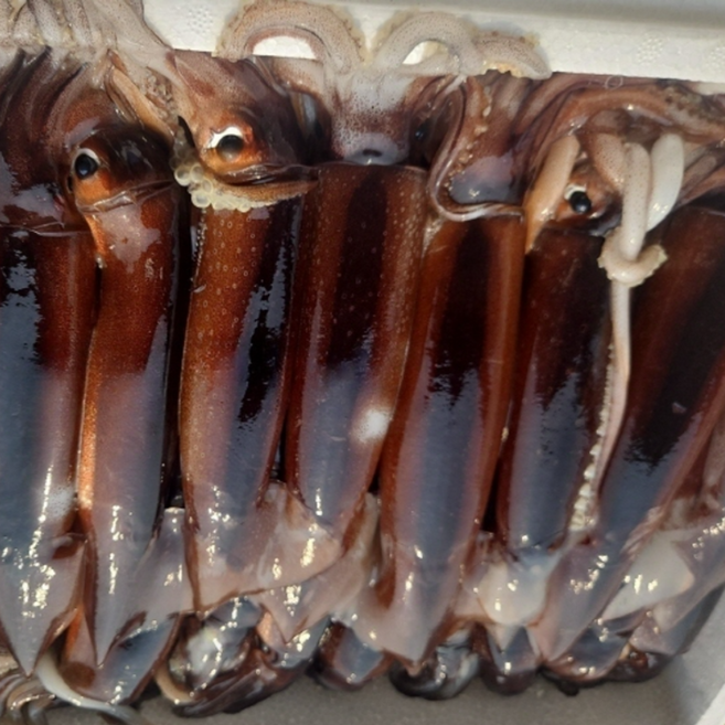 [급냉]국산 선동 오징어 초코오징어 생물오징어 1키로 2-5미, 1개, 2kg(6-10미)