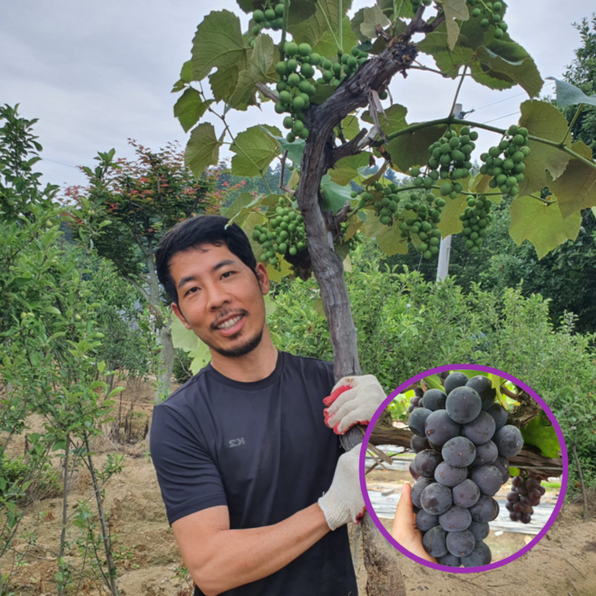 캠벨 포도나무묘목 4년생 결실주 에버그린농원, 1개, 캠벨4년생