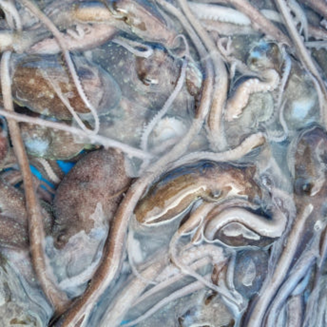 홍지수산 국내산 활낙지 산소포장 사이즈별 율포 고흥 벌교 산낙지, 1개, 중소낙지 80g-100g 5마리