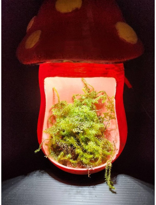 苔鑽 香菇造型種植箱 微景觀生態瓶 植物燈, 1個