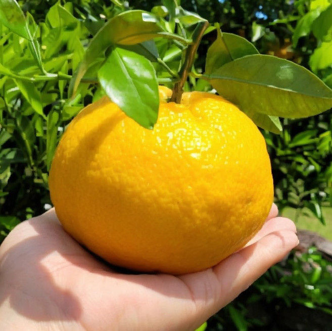 제주 새콤쌉쌀한 토종 자몽귤 하귤, 5kg, 1박스