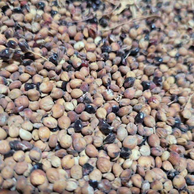 [국산 피수수] 통수수 껍질수수 안깐수수 찰수수 흙사랑농장 모이랑, 1개, 2kg