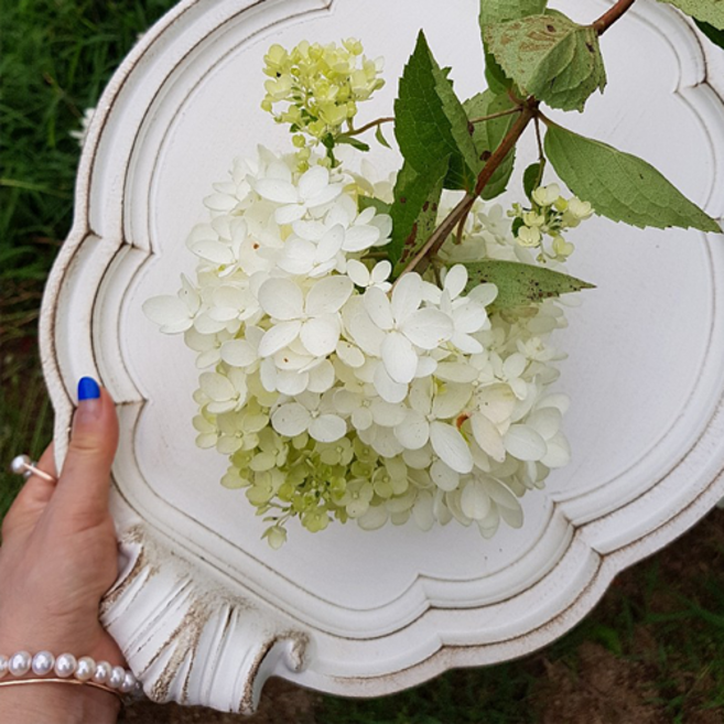 세자티니 구름 쟁반, 1개