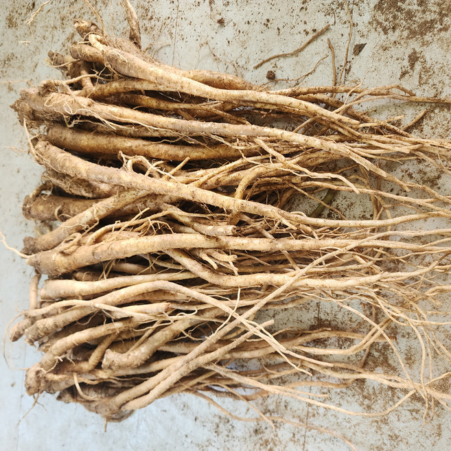 11월 수확 도라지 약도라지 흙도라지 백도라지 국산, 1개, 흙약도라지_실속 5kg