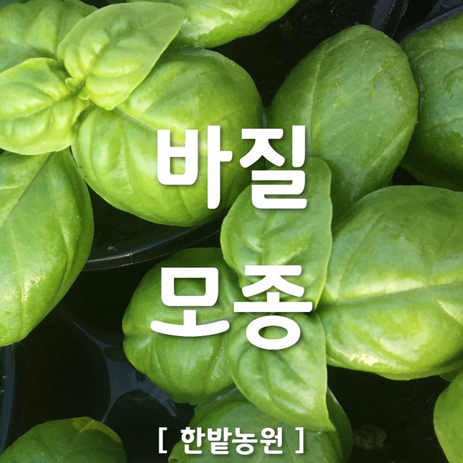 채소 모종 ~ 각종 묘종. 베란다 텃밭 세트 공기정화식물 허브 씨앗 채소모종 ~, H105 바질 모종 1개