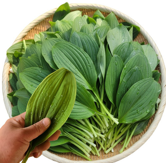 당일수확 국산 대명이나물 생 명이나물 산마늘잎 국내산 대명이 장아찌용 짱아찌용, 1개, 4kg