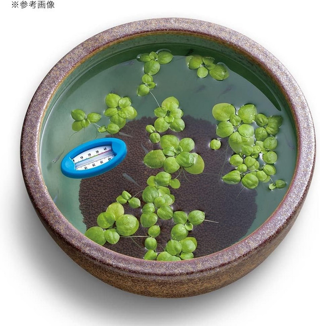 SUDO 수도 부상식 온도계, 1개