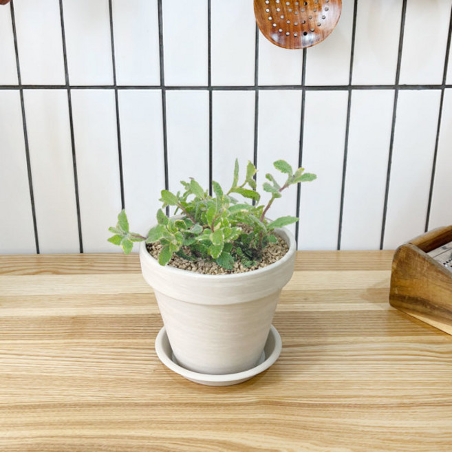 1+1 키친 허브 파인애플민트/천연 향신료 향기나는 식물 허브 키우기, H15.파인애플민트, H29.마조람