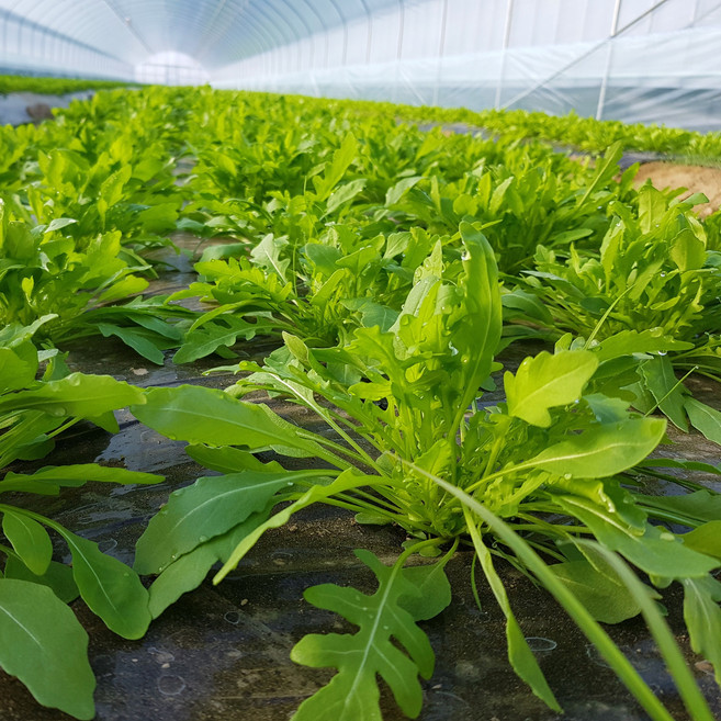 루꼴라 (와일드), 2개, 500g