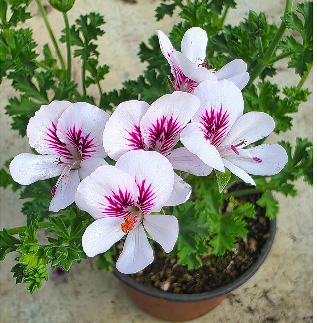 식물교감 화이트 랜디제라늄 흰색 엔젤아이스 꽃모종, 1개