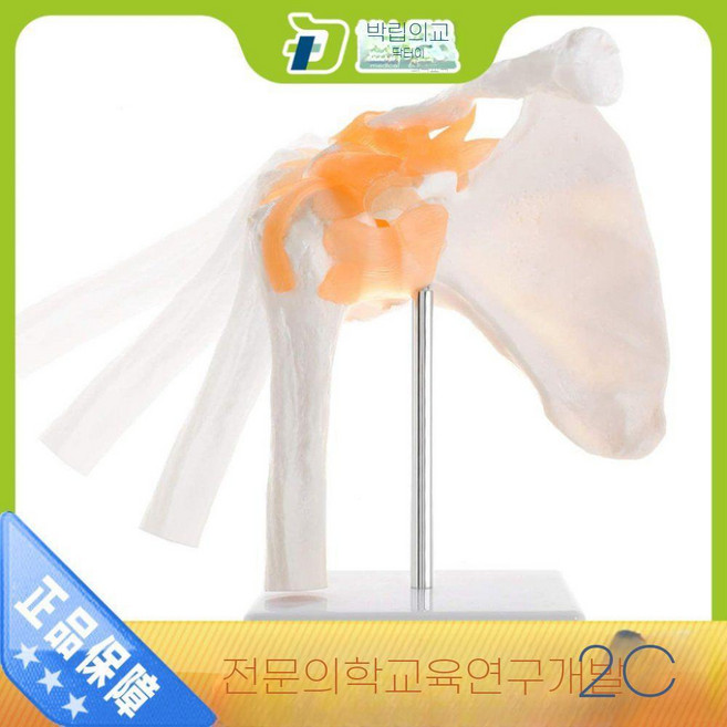 지피아 인체 모형 무릎 해부학 모델 교육 교육용 무릎관절 어깨 정형외과, E. 어깨관절