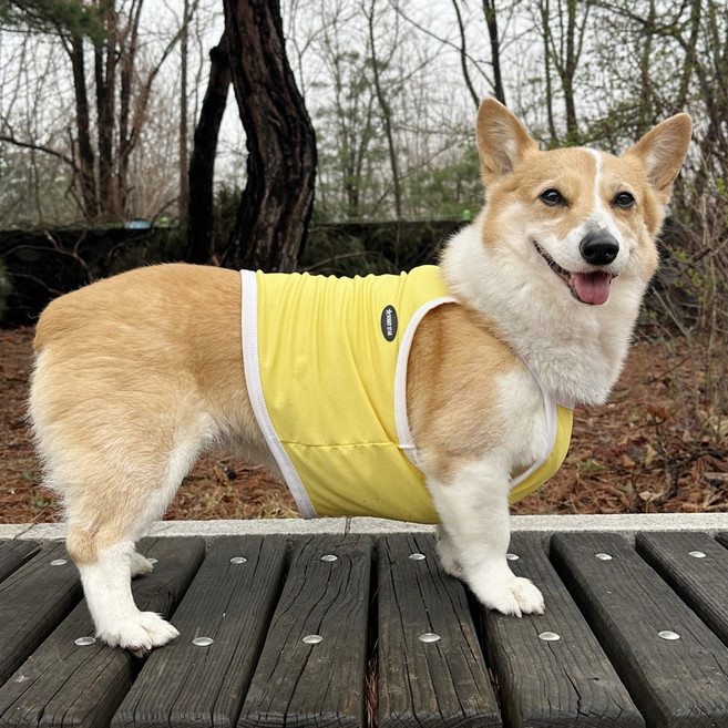 도기스타 웰시코기옷 시원한 여름 쿨링 크롭 끈나시, 1개, 노랑