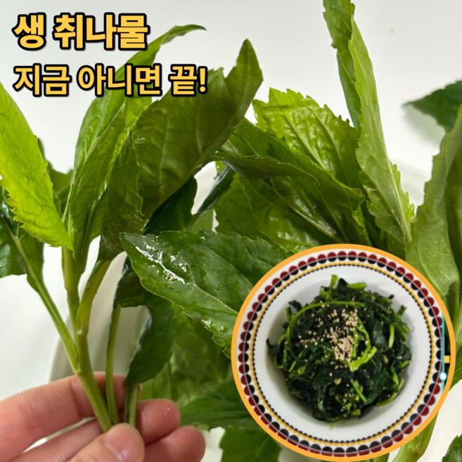 [산지직송] 국내산 생취나물 부지깽이나물 봄 제철 산나물, 1kg, 1박스