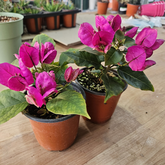 부겐베리아 야생화 소품 꽃 나무 에이피플랜츠, 1개, 기본