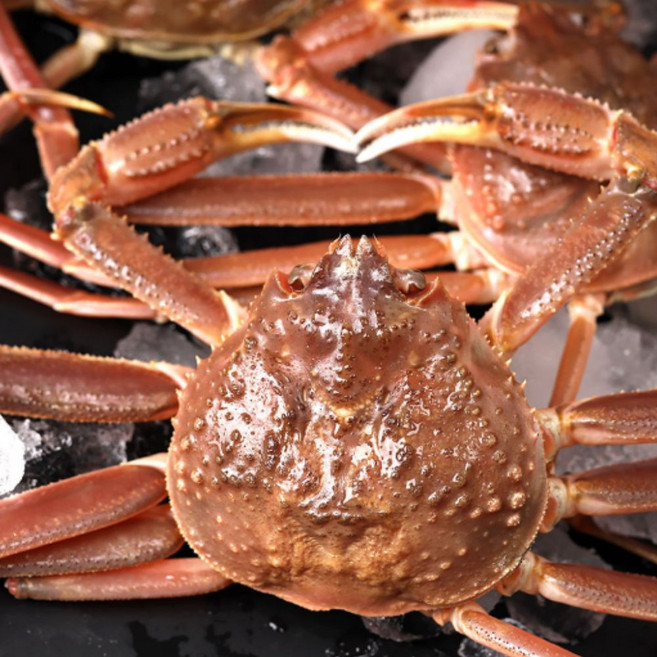 조업 수율 좋은 강구항 영덕 대게, 1박스, 대 9마리 9.6-9.9cm내외