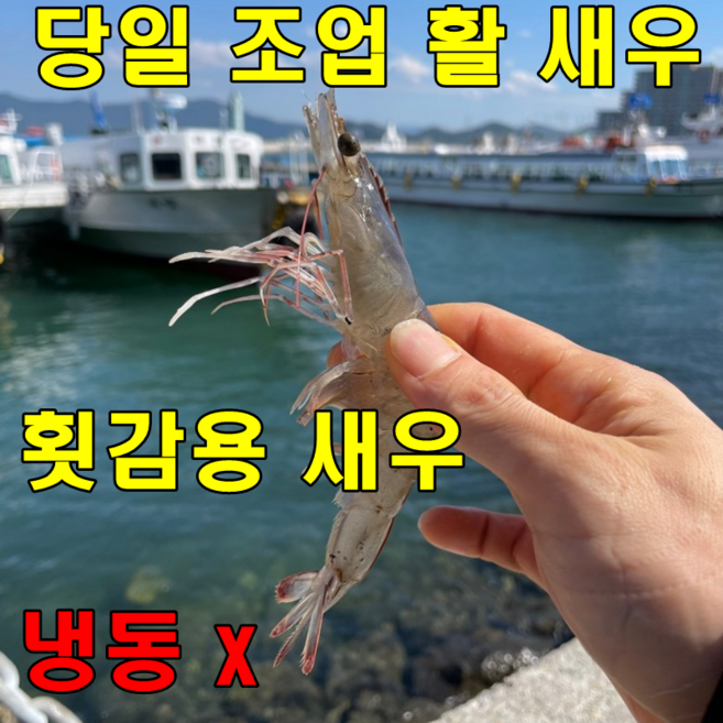 [선도보장] 횟감 국내산 활 새우 1박스 1kg 조업한 싱싱 생물 새우회 500g 새우구이 간장새우, 1개, 활 새우 500g
