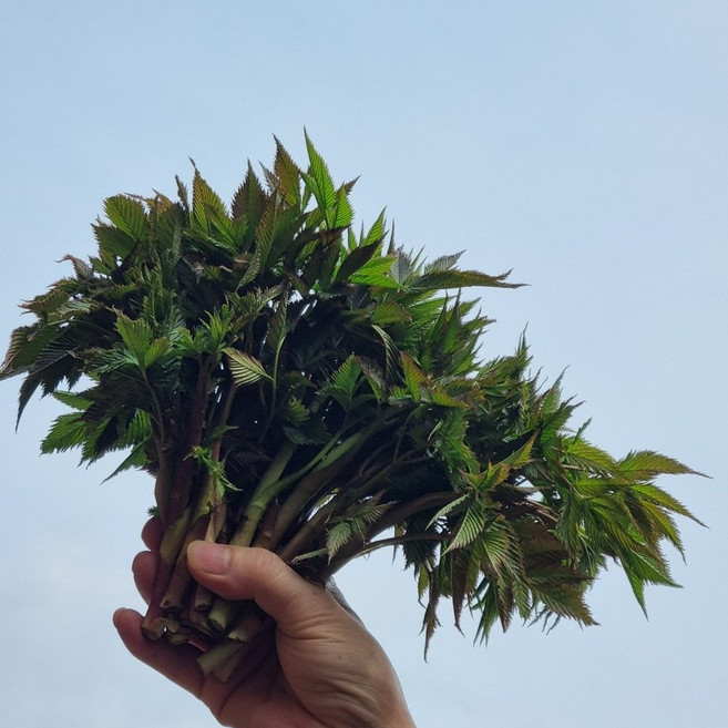 [제니네 제철과일] 강원 산지직송 4월 제철 눈개승마 삼나물 500g 1kg 2kg, 1g, 1개, 1L