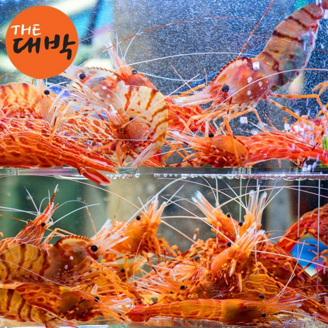 더대박 활 독도새우 꽃새우 닭새우 도화새우, 1개, 활 도화새우(소) 500g