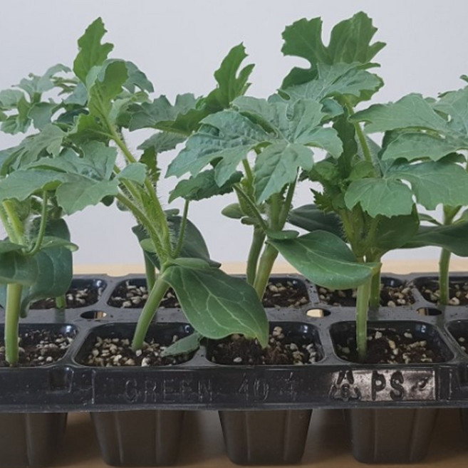 복수박 모종 5주 10주 20주 40주 공주육묘장직송 미니수박 수박재배 수박키우기 수박모종, 5개