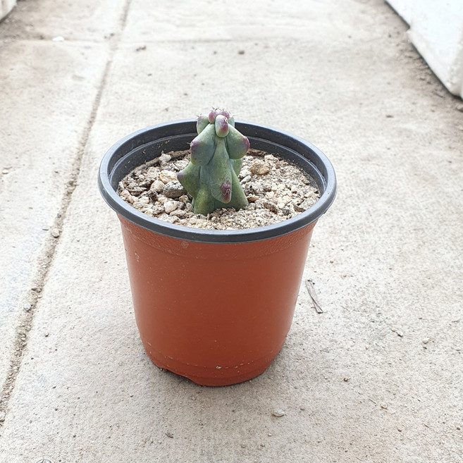 용비 선인장 소품싸이즈 도깨비방망이 스마일화훼유통, 1개, .