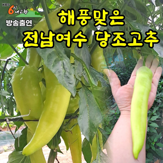 6시 내고향 당조고추 100% 국내산 해풍맞고 자란 당고추, 1개, 2000g
