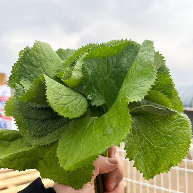 산지직송 강원도 고산지 곰취 200g 500g 1kg 당일수확 곰취나물, 곰취 500g, 1개